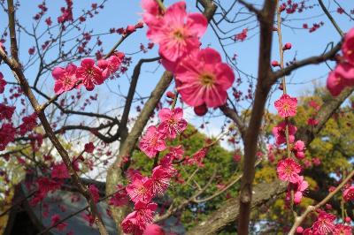 梅花祭 舞妓 近江社中