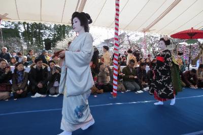 梅花祭 舞妓 近江社中