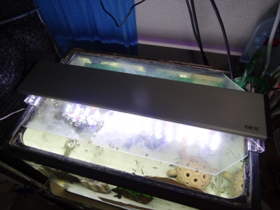 熱帯魚水槽暑さ対策 Tititakoyafuのプログ ブログ
