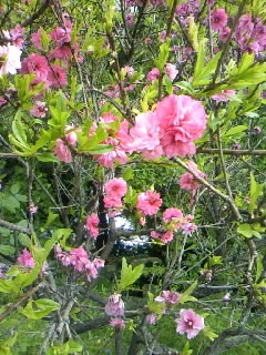pink