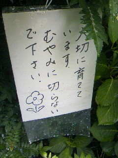 植物は大切に