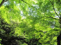 箕面滝道の空