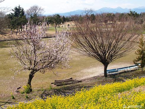 菜の花?