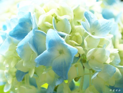 紫陽花1
