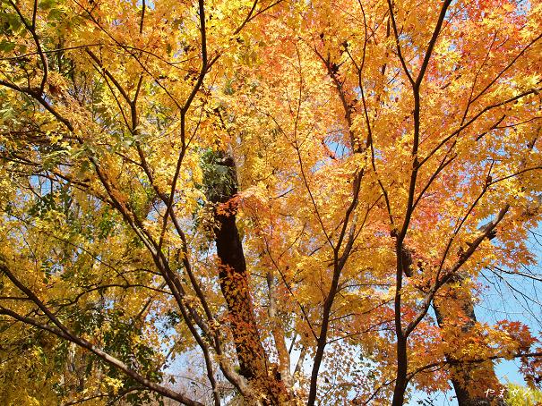紅葉?