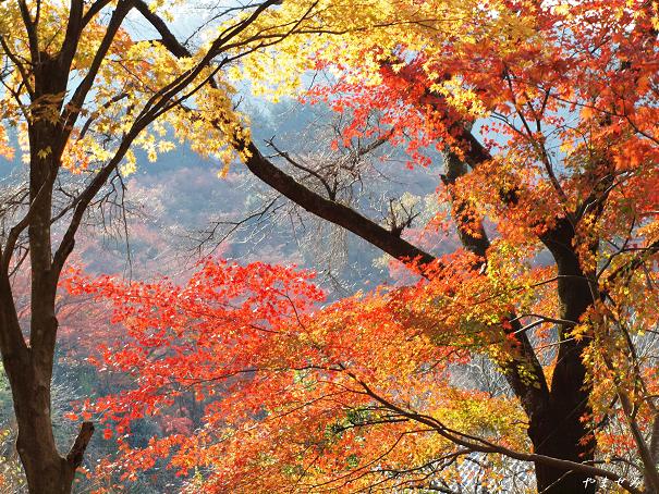 紅葉?