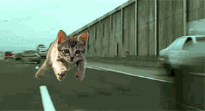 疾走猫