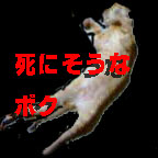 死にそう
