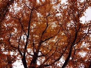 写真 1.JPG