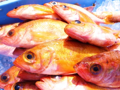 お魚のご紹介 オオバ 新鮮魚介はいのちの仕事 海のや ブログ 積丹 しゃこたん から
