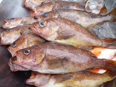 お魚のご紹介 ガヤ 海のや ブログ 積丹 しゃこたん から