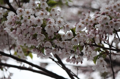 海のや 桜