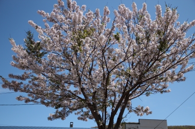 海のや 桜2