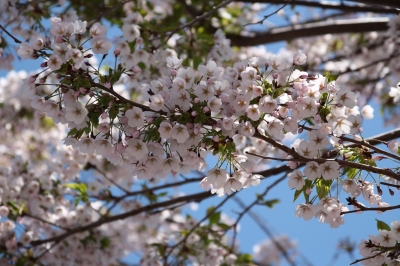 海のや 桜3