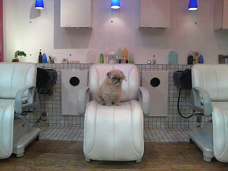 hair dressing room 331