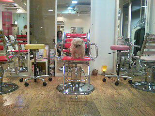 hair dressing room 331