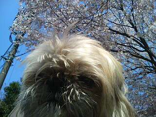 20110406110730.jpg