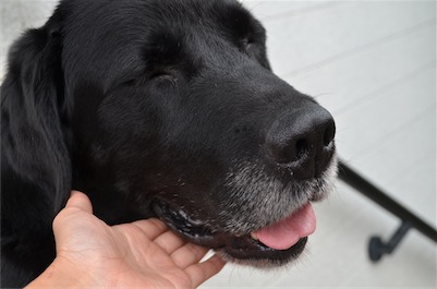 エベリンコのイボ痔 3つの病院で違った診断 結果は癌 まだ信じられません ラブラドールのエベリンコ