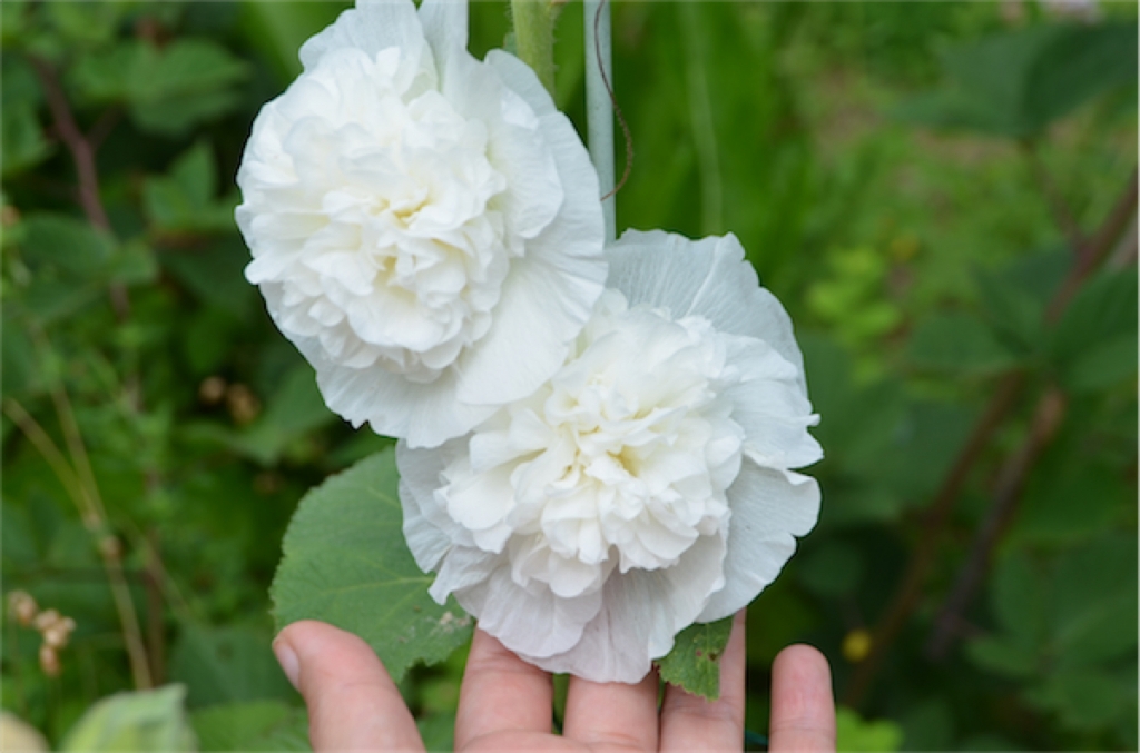 国華園の花タネ タチアオイの八重咲きとフロックスが咲きました ラブラドールのエベリンコ