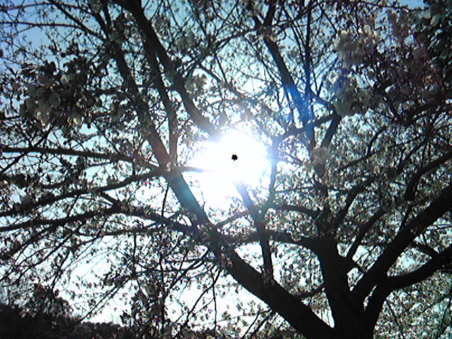 Image206.jpg