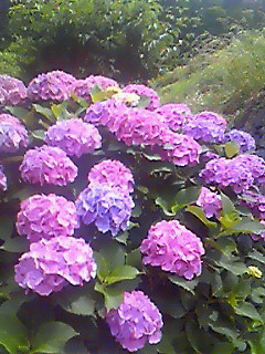 201006201420000.jpg
