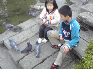 鳩にエサ