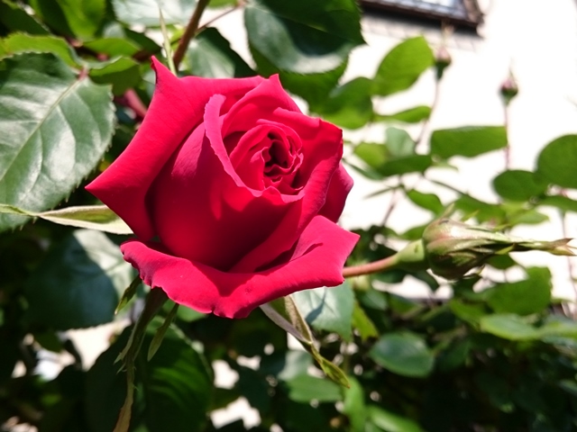 10-2015.04.27 (11).JPG