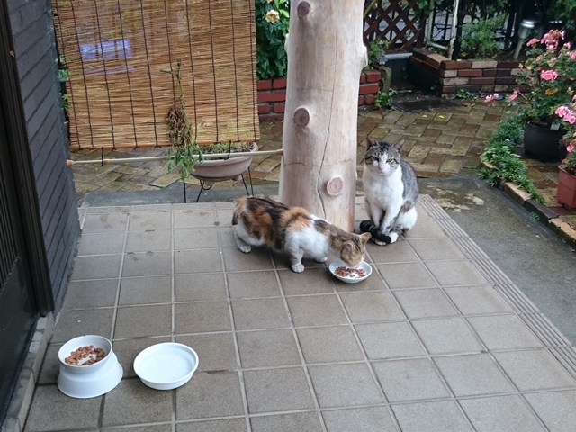 09-2015.07.05 (13).JPG