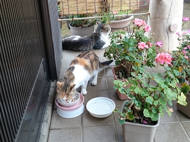 09-2015.07.08 (90).JPG