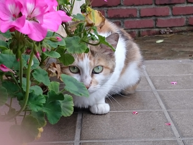 09-2015.07.08 (106).JPG