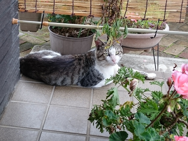 09-2015.07.08 (107).JPG