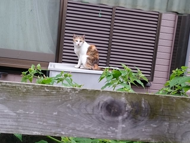 09-2015.07.08 (119).JPG
