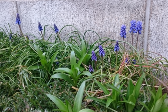 01-2017.03.22 (13).JPG