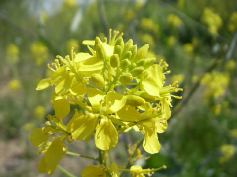菜の花、綺麗・・・