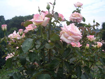 薔薇 うぉータンの 水辺の話