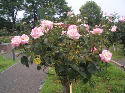 薔薇 うぉータンの 水辺の話