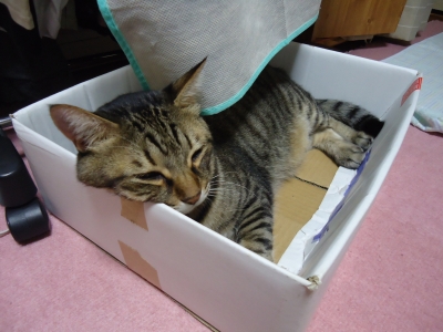箱猫