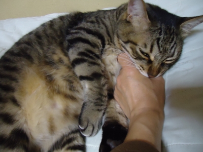 かむ