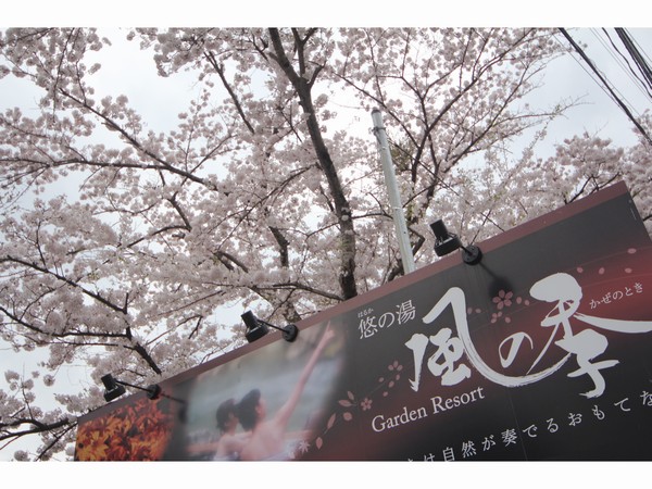 sakura