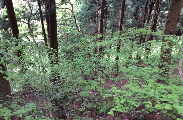190515_4.jpg