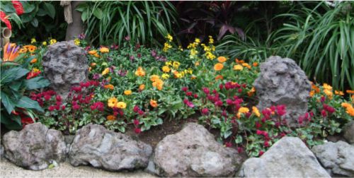 ディズニーの噂・裏技・裏話_ディズニーランドの植物