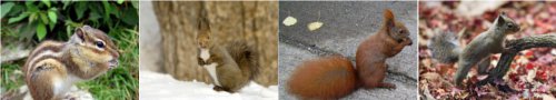ディズニーの噂・裏技・裏話_チップとデールは何リスなのか