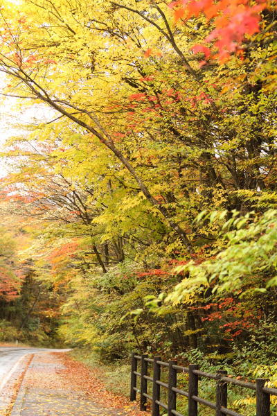 富士山 紅葉