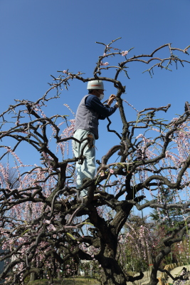 しだれ梅の剪定 こんちゃんの写真日記