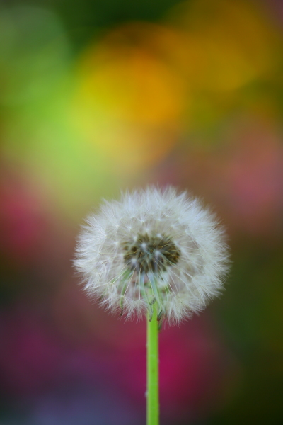 たんぽぽの綿毛 こんちゃんの写真日記