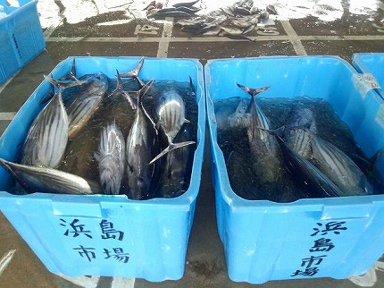 かつお120509.jpg