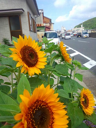 ひまわり.jpg