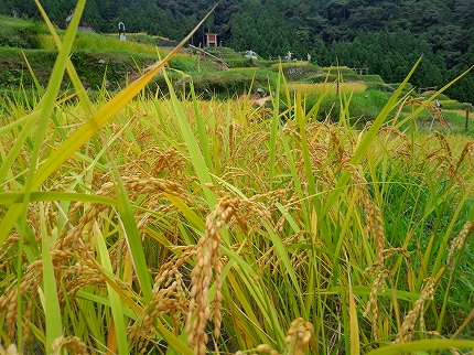 2013-09-10 15.39.51.jpg