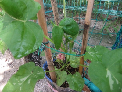 DSCF0415.JPG