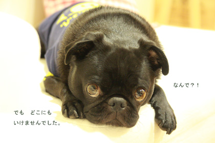 でもどこにも連れてってあげられませんでした〜><